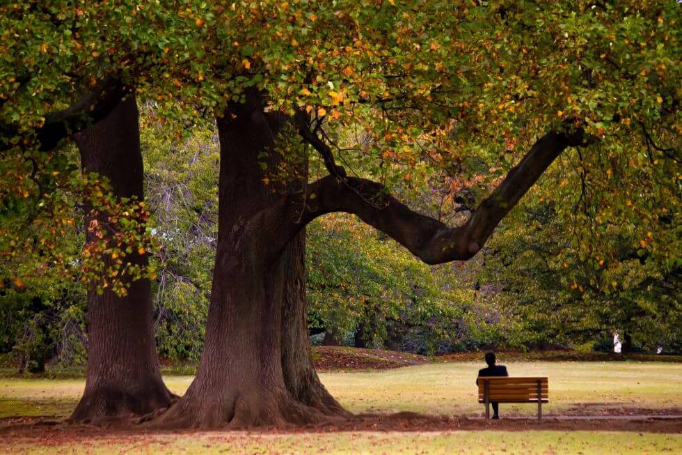 大木の下でベンチに座っている男性の画像
